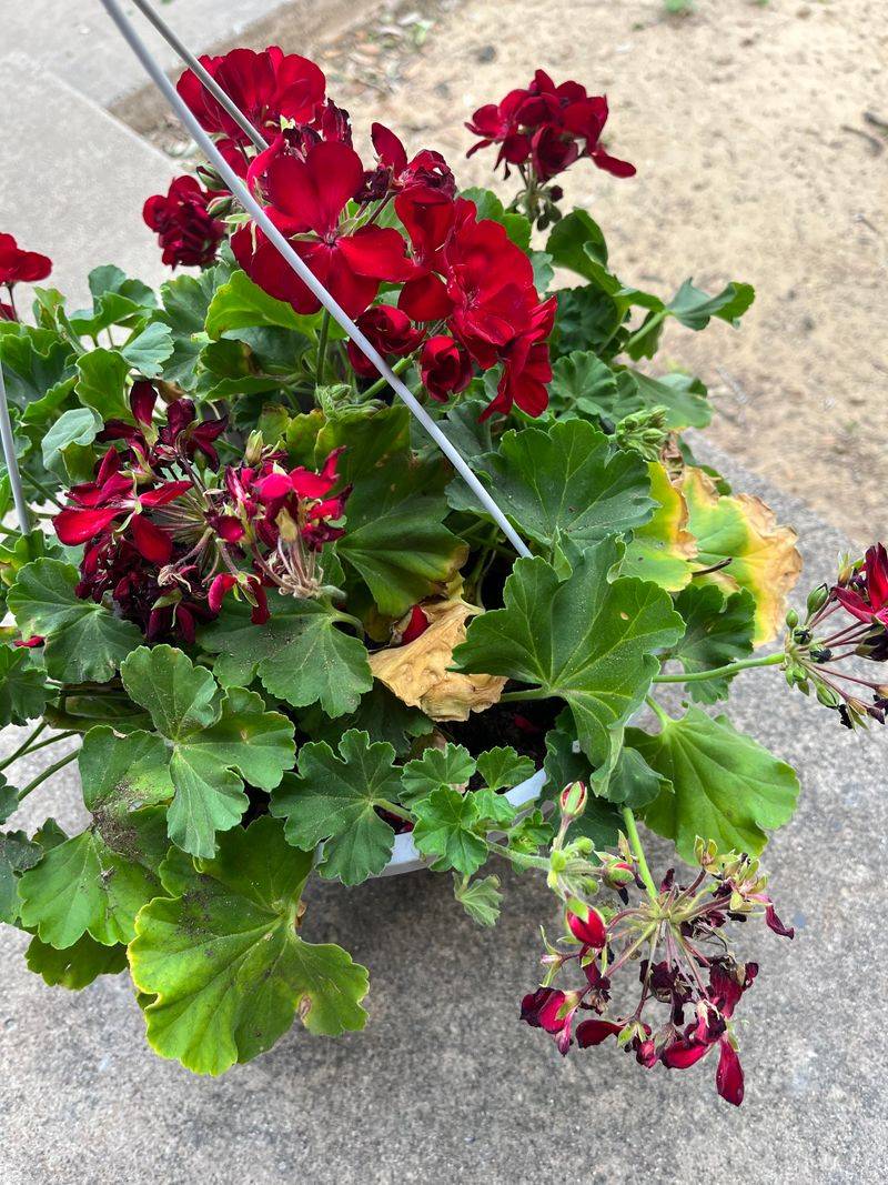 Removing Spent Blooms Encourages Continuous August Flowering Removing Spent Blooms Encourages Continuous August Flowering