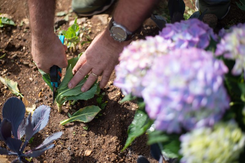 Removing Spent Blooms Keeps Plants Flowering Removing Spent Blooms Keeps Plants Flowering