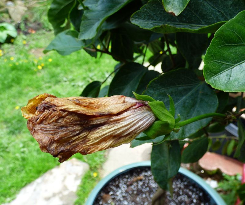 Removing Spent Blooms Leaves Plants Looking Fresh Removing Spent Blooms Leaves Plants Looking Fresh