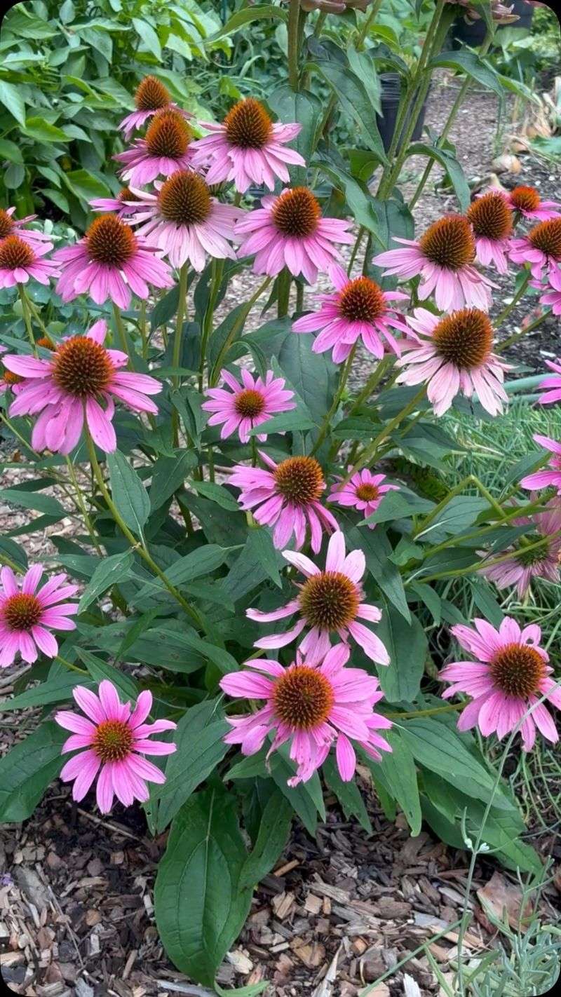 Removing Spent Blooms Now Ends The Cycle Before It Starts