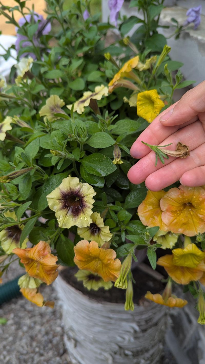 Removing Spent Blooms The Right Way