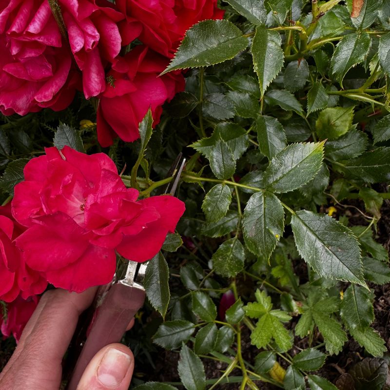 Removing Spent Blooms Without Triggering Stress
