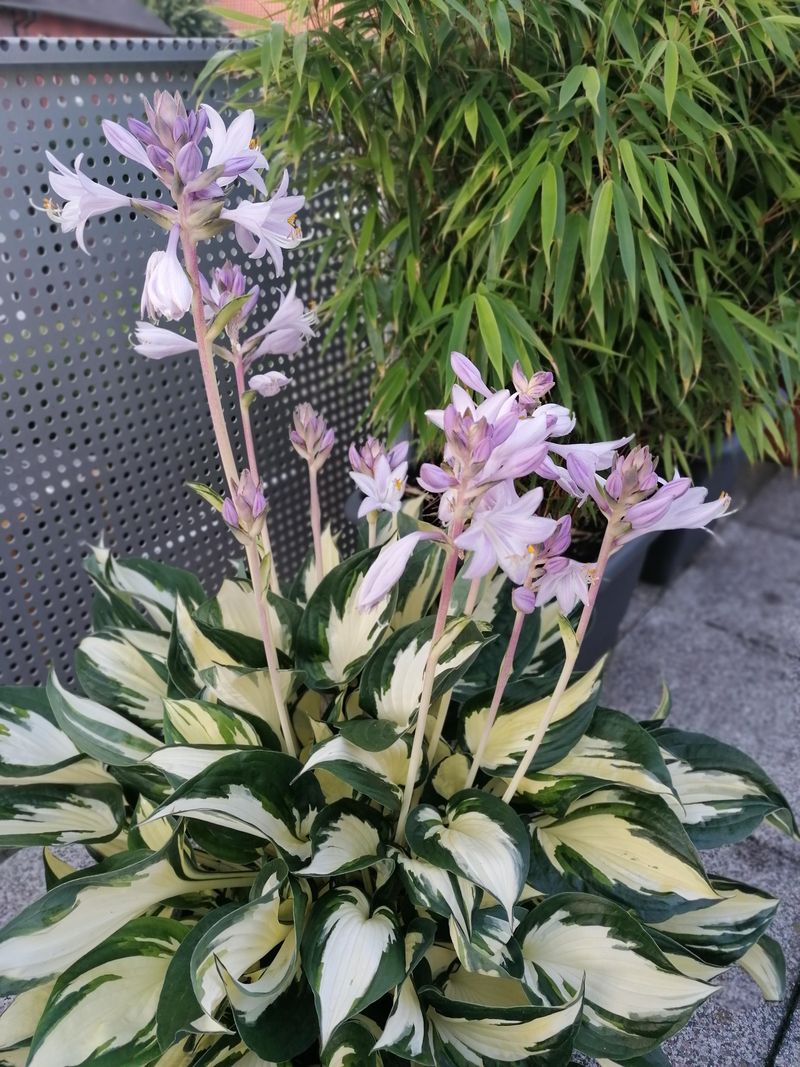 Removing Spent Flower Stalks Redirects Plant Energy Removing Spent Flower Stalks Redirects Plant Energy