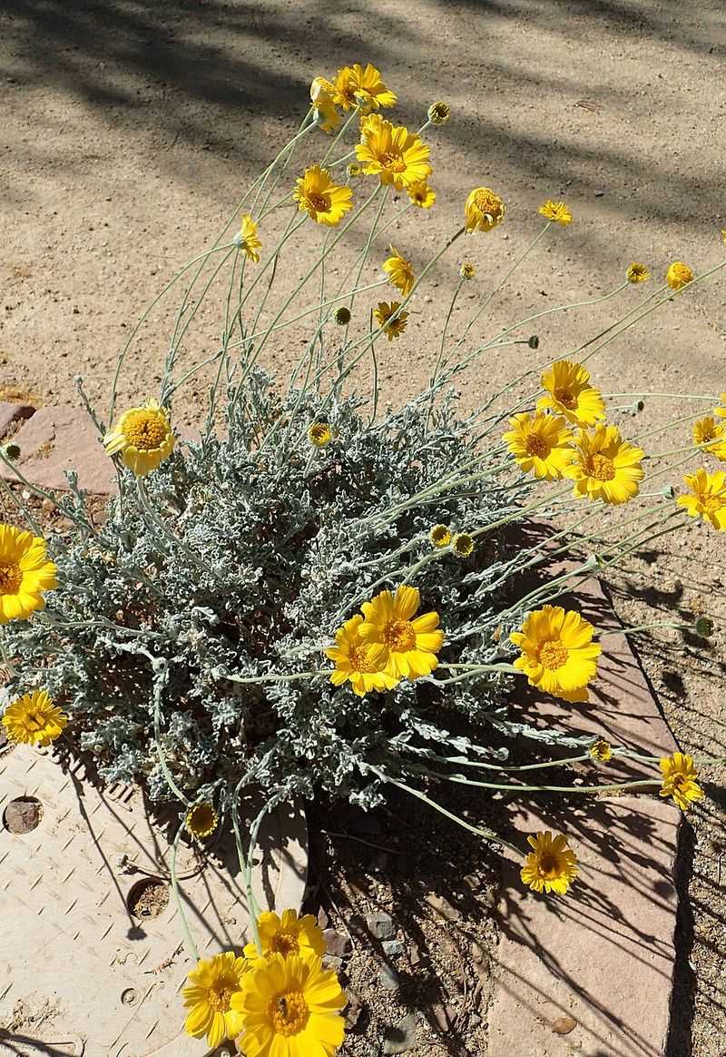 Removing Spent Flowers Can Support More Blooms Removing Spent Flowers Can Support More Blooms