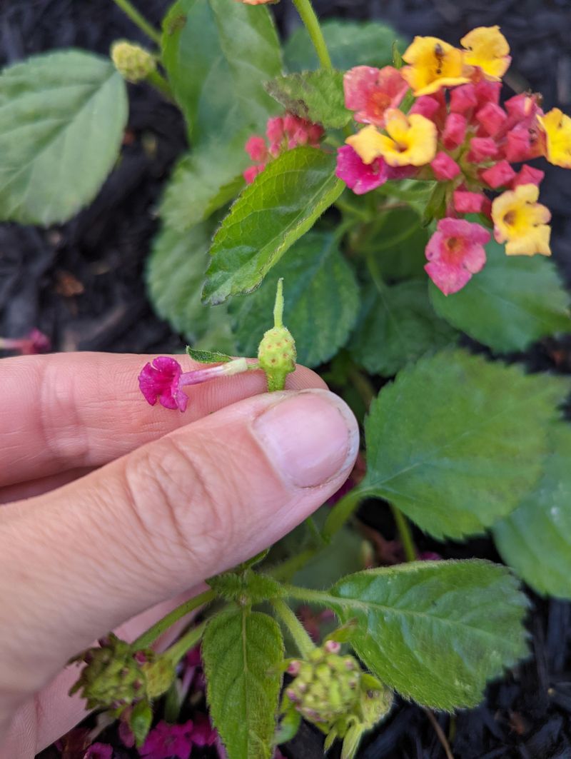 Removing Spent Flowers Keeps The Plant Looking Fresh Removing Spent Flowers Keeps The Plant Looking Fresh