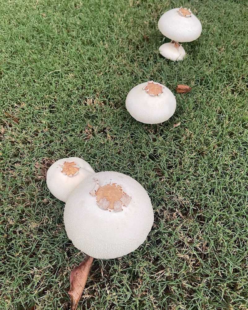 Removing The Caps Leaves The Colony Untouched