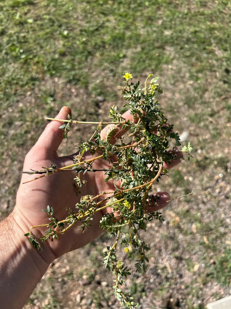 Removing The Entire Plant Stops New Seeds From Developing Removing The Entire Plant Stops New Seeds From Developing