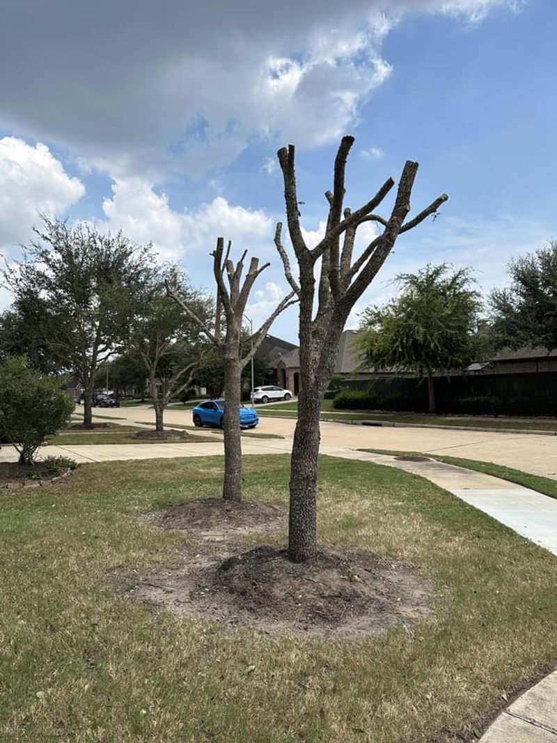 Removing Too Much Can Count As Tree Damage