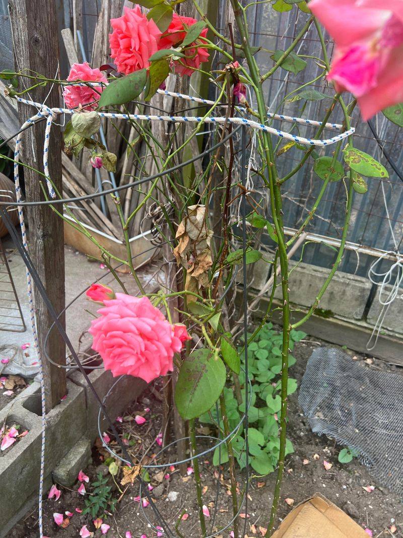 Removing Too Much Foliage Exposes Canes To More Sun Removing Too Much Foliage Exposes Canes To More Sun