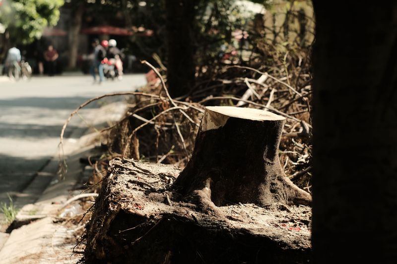 Rent A Stump Grinder For Larger, Stubborn Stumps Rent A Stump Grinder For Larger, Stubborn Stumps