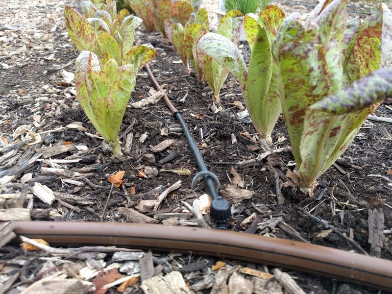 Repair Drip Lines Before Seeds Go In