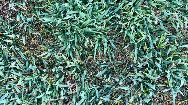 Repair Thin Spots So Crabgrass Has Less Room Repair Thin Spots So Crabgrass Has Less Room