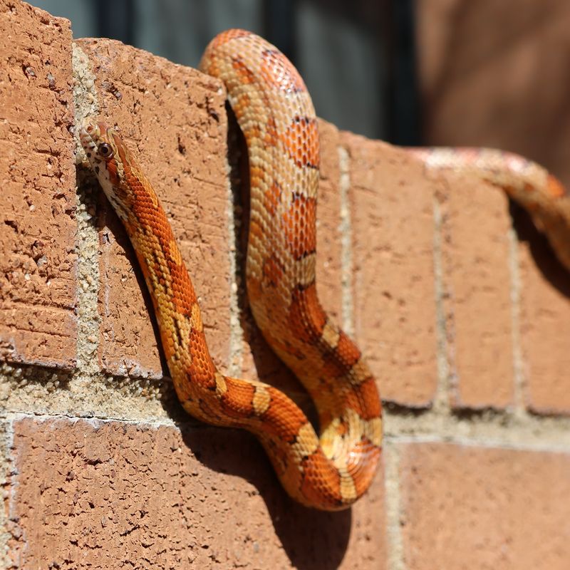 Repeat Sightings Can Point To A Rodent Buffet Nearby