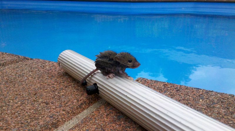 Repeat Sightings Can Point To Rodents Nearby Repeat Sightings Can Point To Rodents Nearby