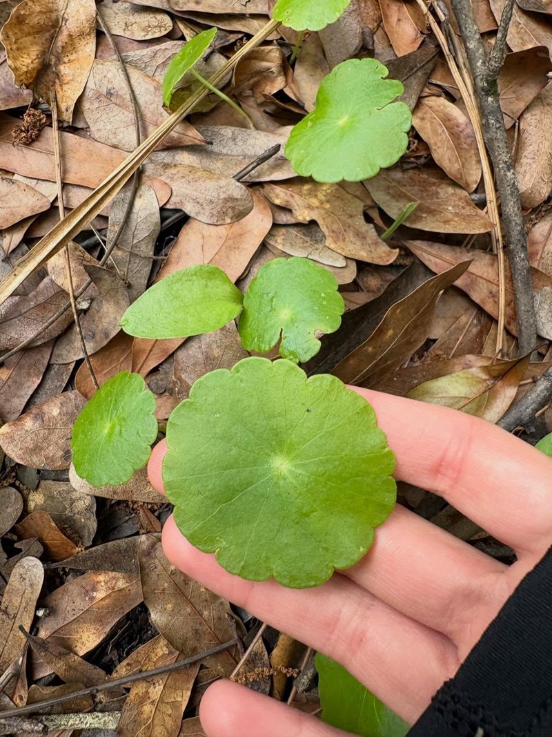 Repeat Treatment May Be Needed For Established Patches