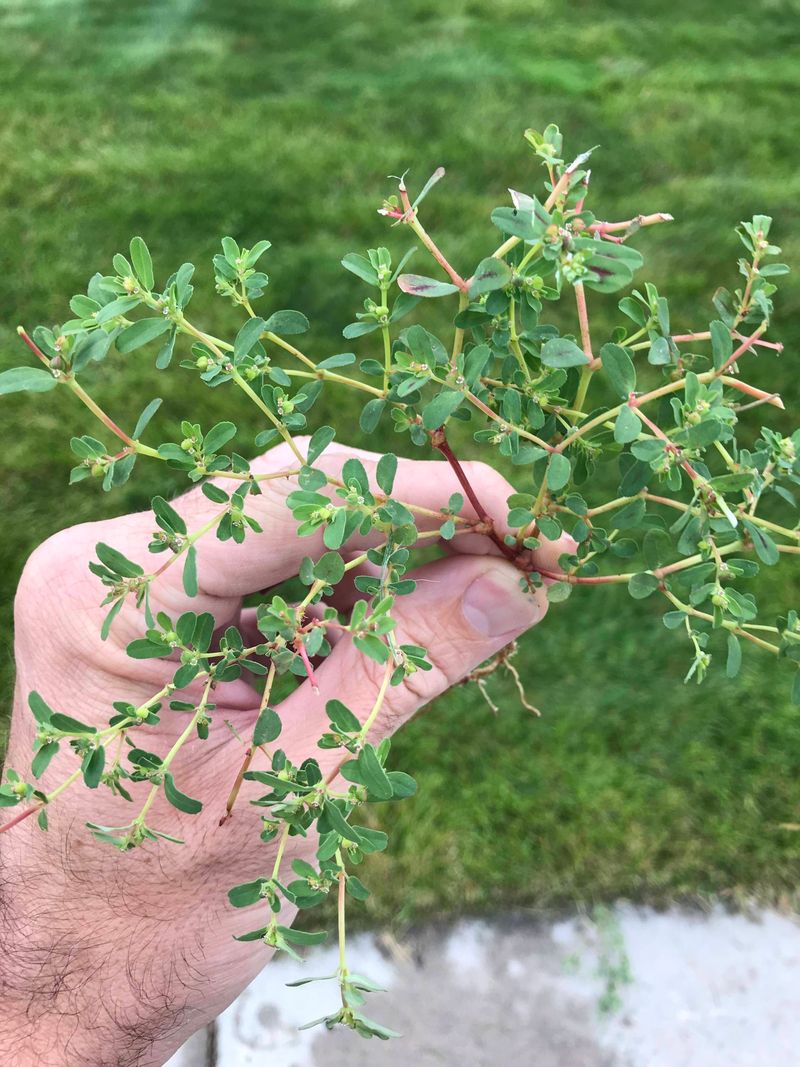 Repeat Treatments Handle Deep Root Systems Repeat Treatments Handle Deep Root Systems