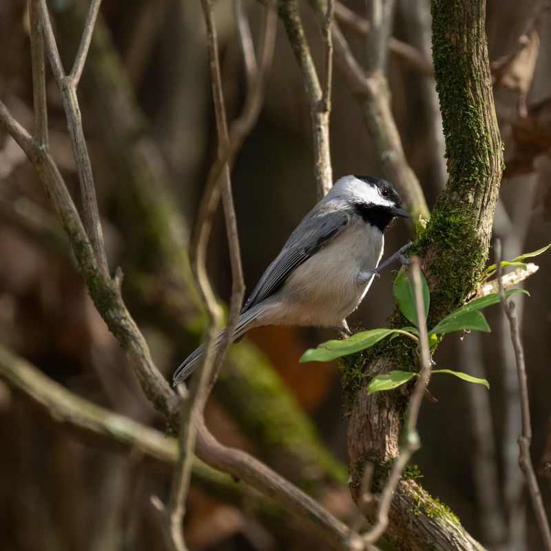 Repeat Visits Can Mean They Found A Reliable Feeding Spot