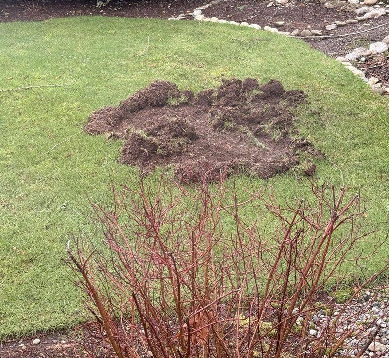 Repeated Digging Usually Means The Food Source Is Still There Repeated Digging Usually Means The Food Source Is Still There