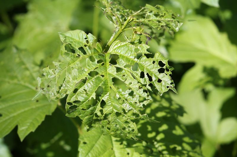 Repeated Heavy Feeding And Declining Plant Vigor Repeated Heavy Feeding And Declining Plant Vigor