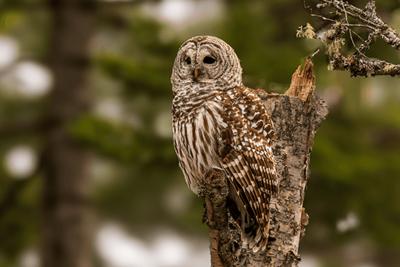 Repeated Hooting Does Not Prove A Nest Repeated Hooting Does Not Prove A Nest