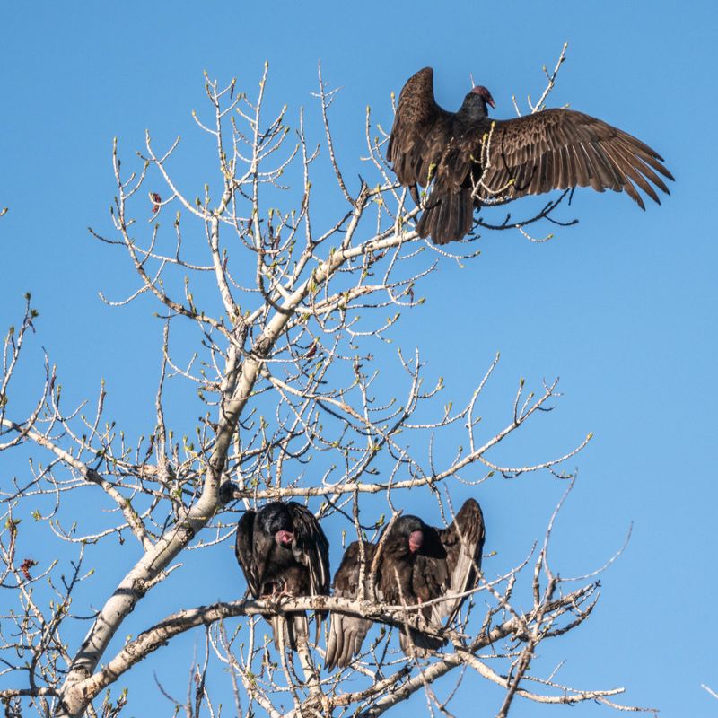 Repeated Low Circling Could Mean Carrion Is Nearby Repeated Low Circling Could Mean Carrion Is Nearby