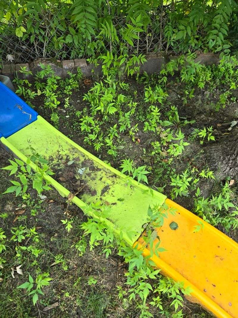 Repeated Mowing Rarely Solves The Root Problem