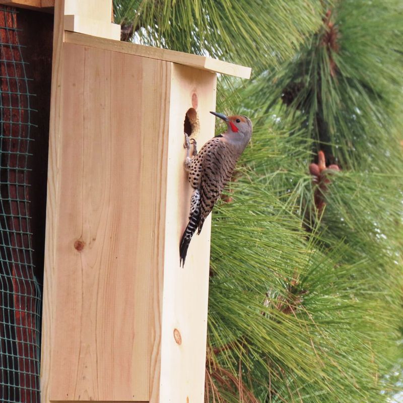 Repeated Pecking Can Mean A Nest Site Is Nearby