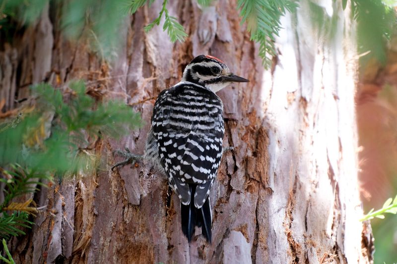 Repeated Pecking Can Point To Beetle Larvae Inside