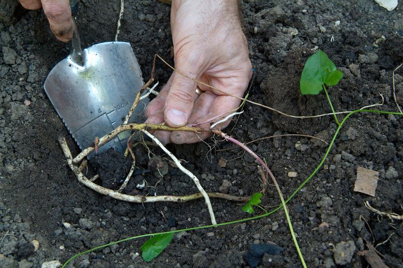 Repeated Removal Can Gradually Weaken The Root System