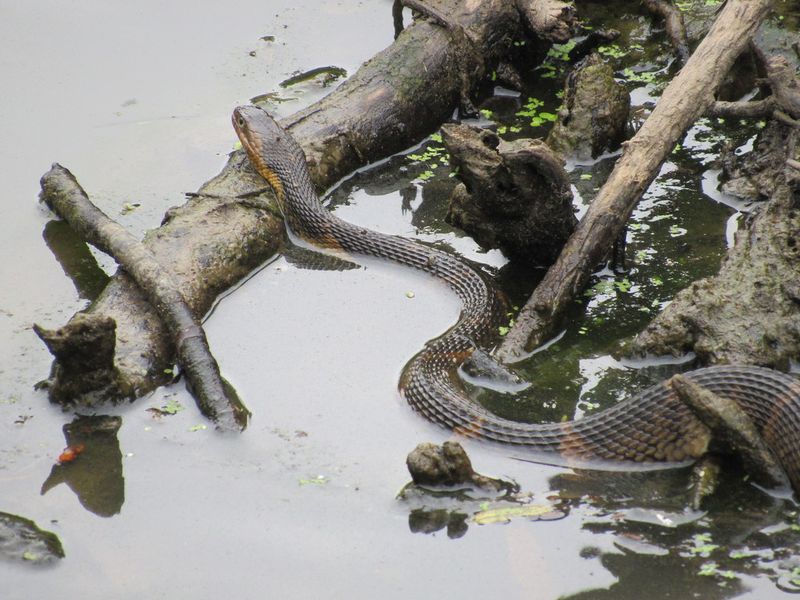 Repeated Sightings Can Point To Useful Habitat Around The Pond