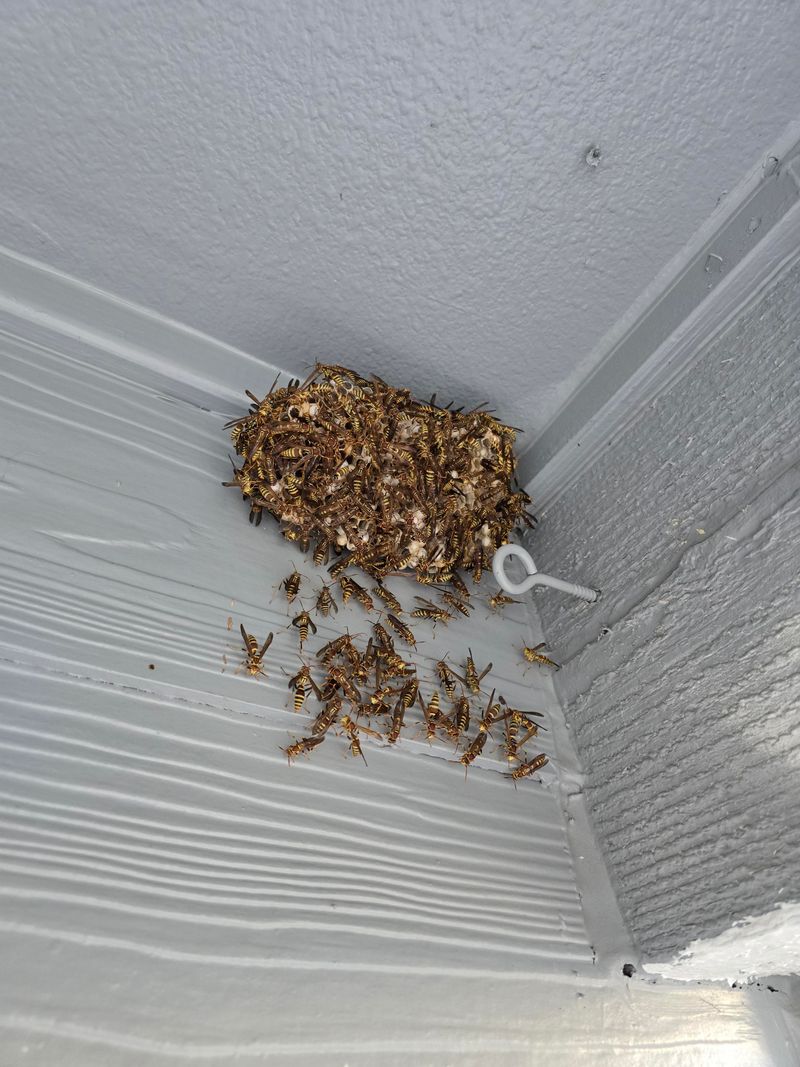 Repeated Traffic At The Eaves Can Mean The Porch Is Hosting A Nest