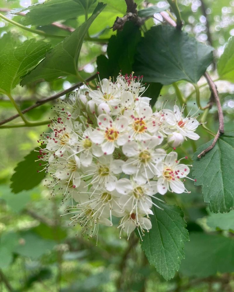 Replace Bush Honeysuckle With Common Ninebark