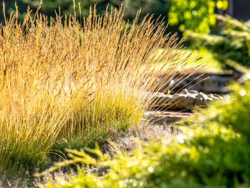 Replace Dense Groundcover With Better-Managed Plantings