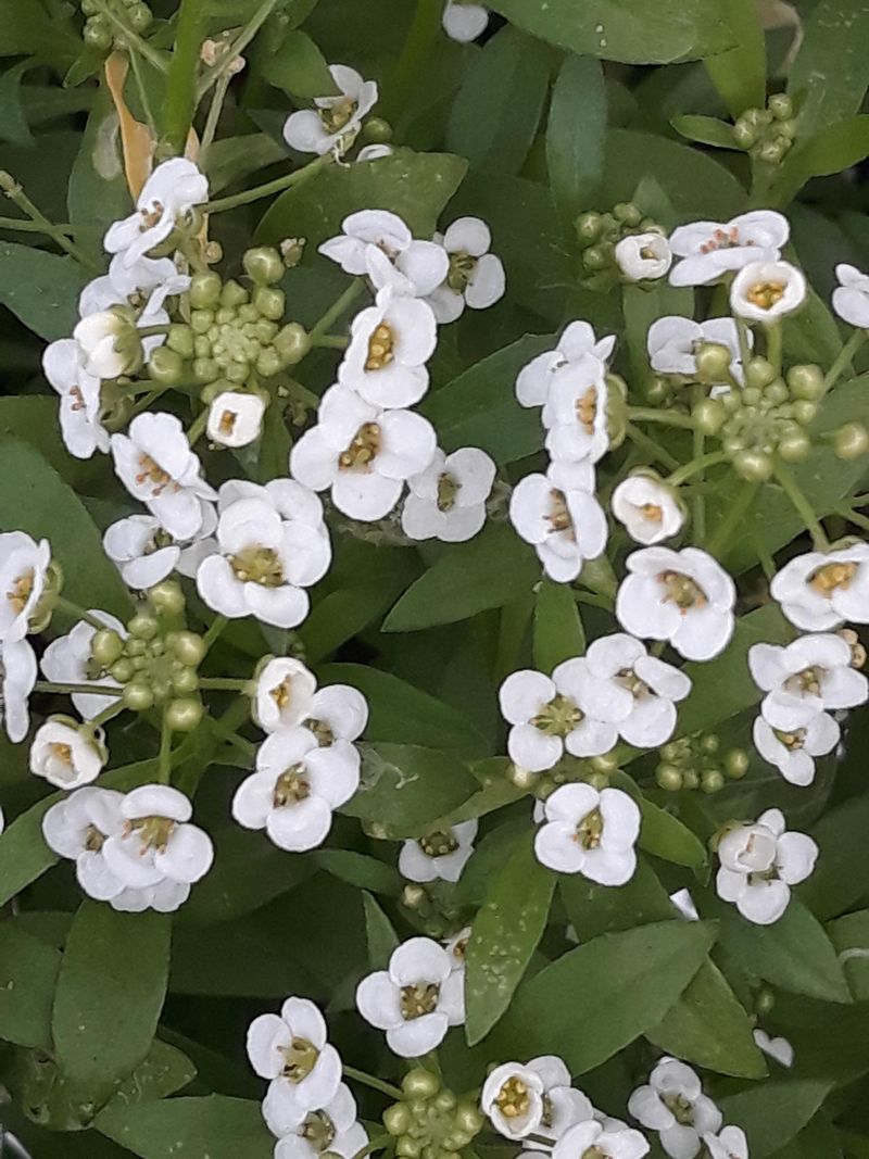 Replace Heat-Stressed Sweet Alyssum Before Its Whitefly Benefit Fades