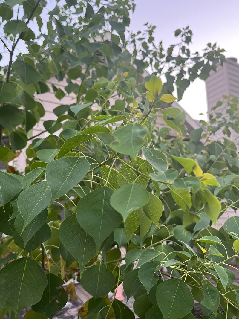 Replace Restricted Shrubs With Better Florida Fits