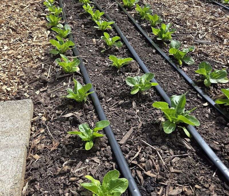 Replace Sprays With Drip Lines