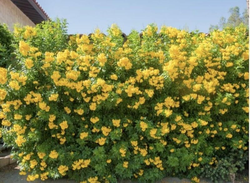Replace Tender Plants With Heat Tough Choices Replace Tender Plants With Heat Tough Choices