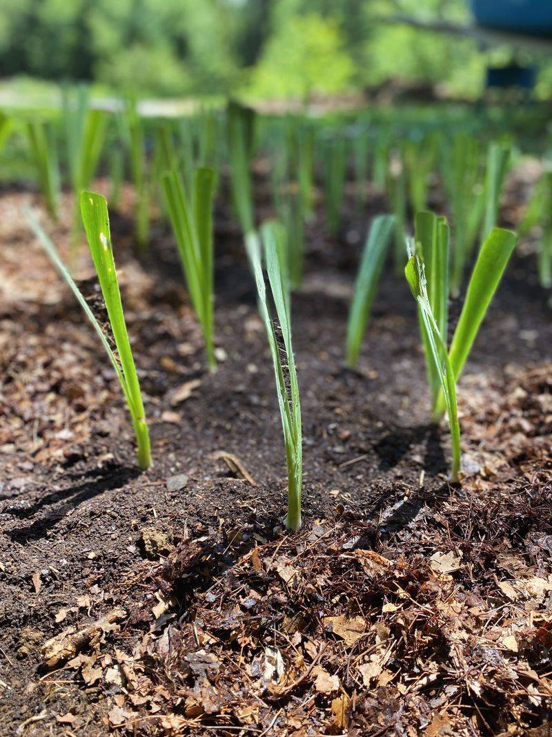 Replant At The Same Depth Replant At The Same Depth