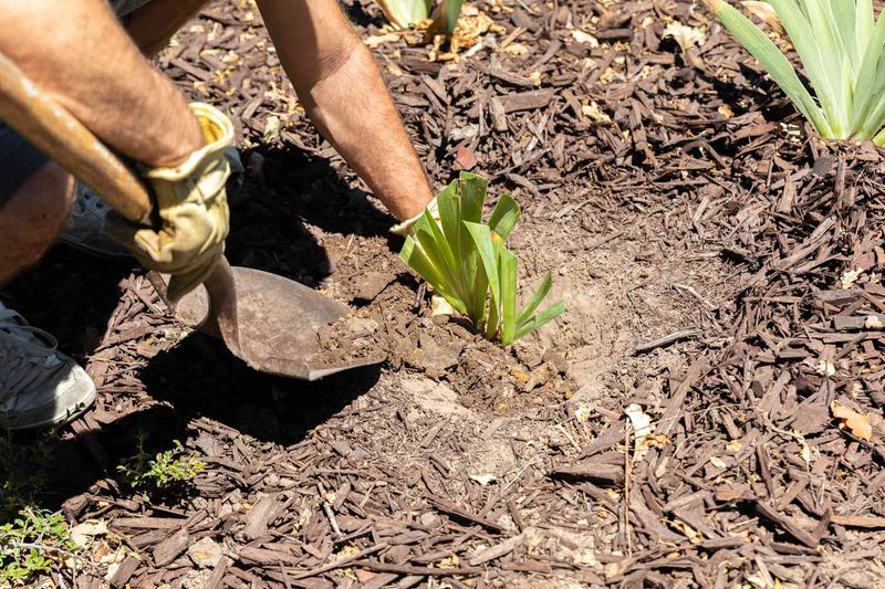 Replant Each Division At The Proper Depth