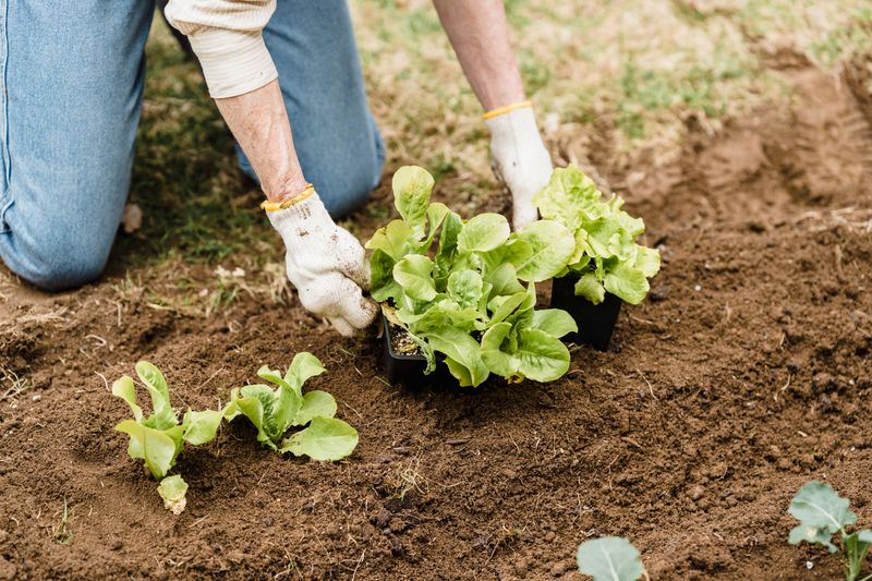 Replant Fall Crops In Cleared Garden Space Replant Fall Crops In Cleared Garden Space