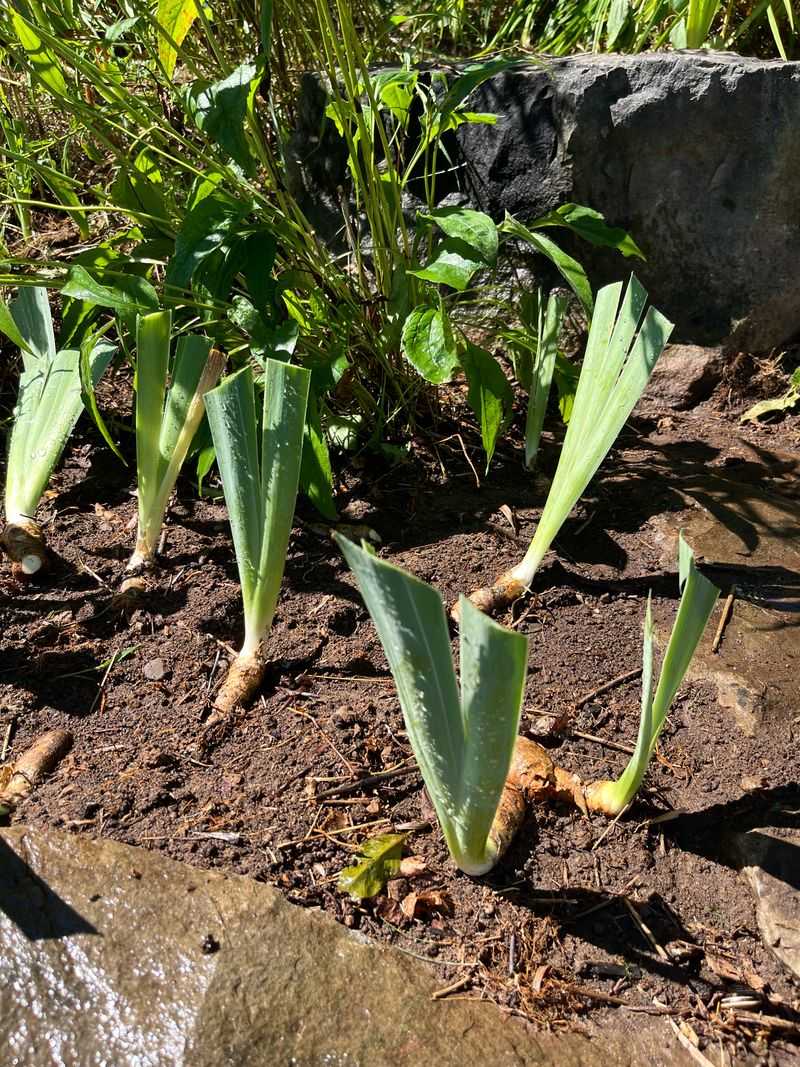 Replant Them Right Away Replant Them Right Away