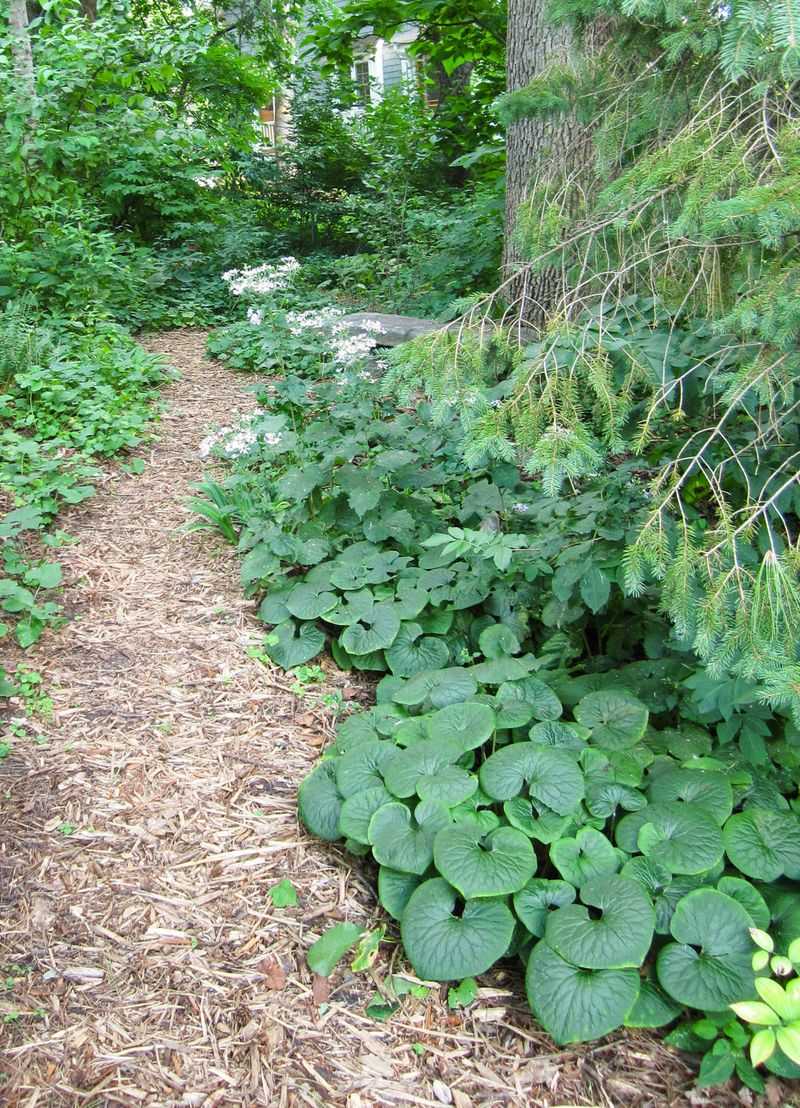 Replant the Opening with a Site-Matched Native Replant the Opening with a Site-Matched Native