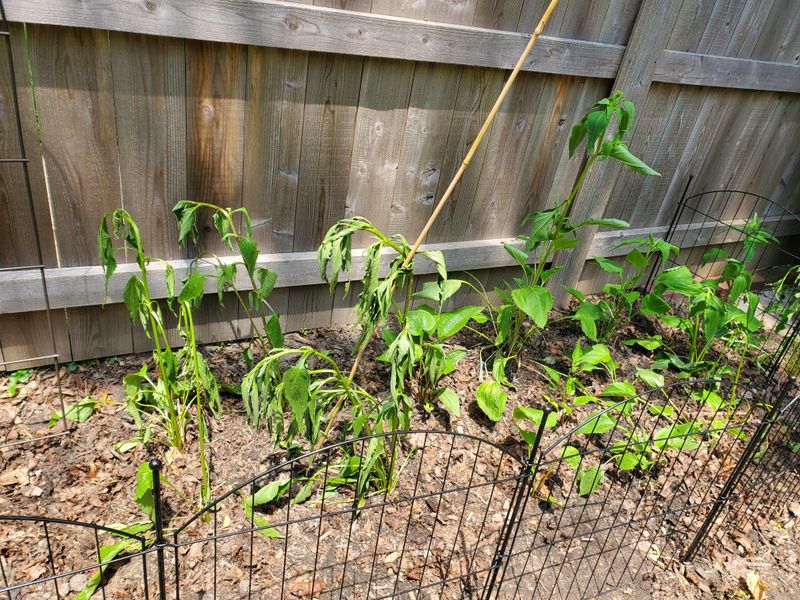 Replanting Divisions For Stronger Growth