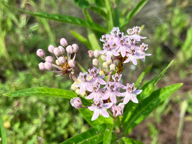 Replanting With Natives Gives Butterflies Their Space Back