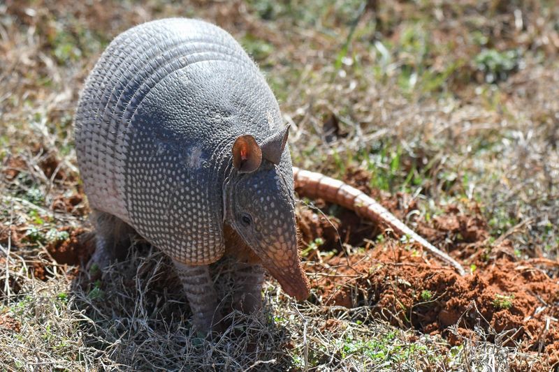 Report Your North Carolina Armadillo Sighting
