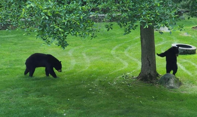 Reporting Conflicts To Wildlife Officials