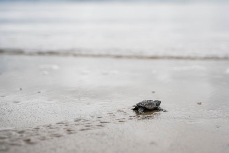 Reporting Nests And Disoriented Hatchlings Reporting Nests And Disoriented Hatchlings