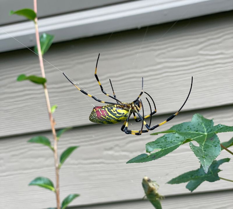 Reporting Sightings To Tennessee Researchers