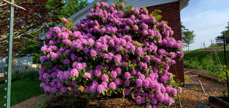 Reposition Rhododendrons Into Better Sites