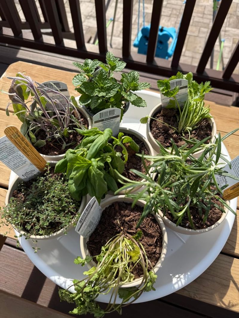Repot Herbs That Stay Limp In Soggy Mix Repot Herbs That Stay Limp In Soggy Mix